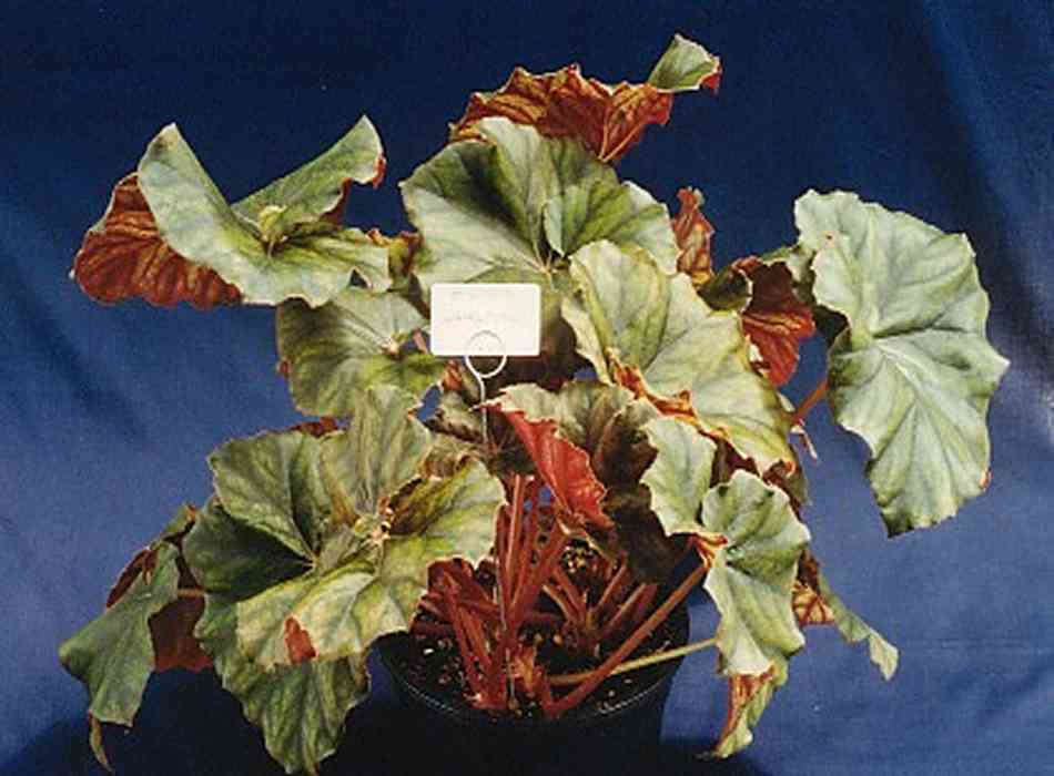 B. ‘Whirlpool’